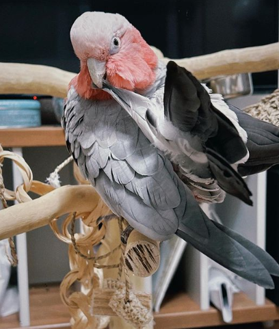 1 Month Old Galah Cockatoo For Sale Papageien Kaufen