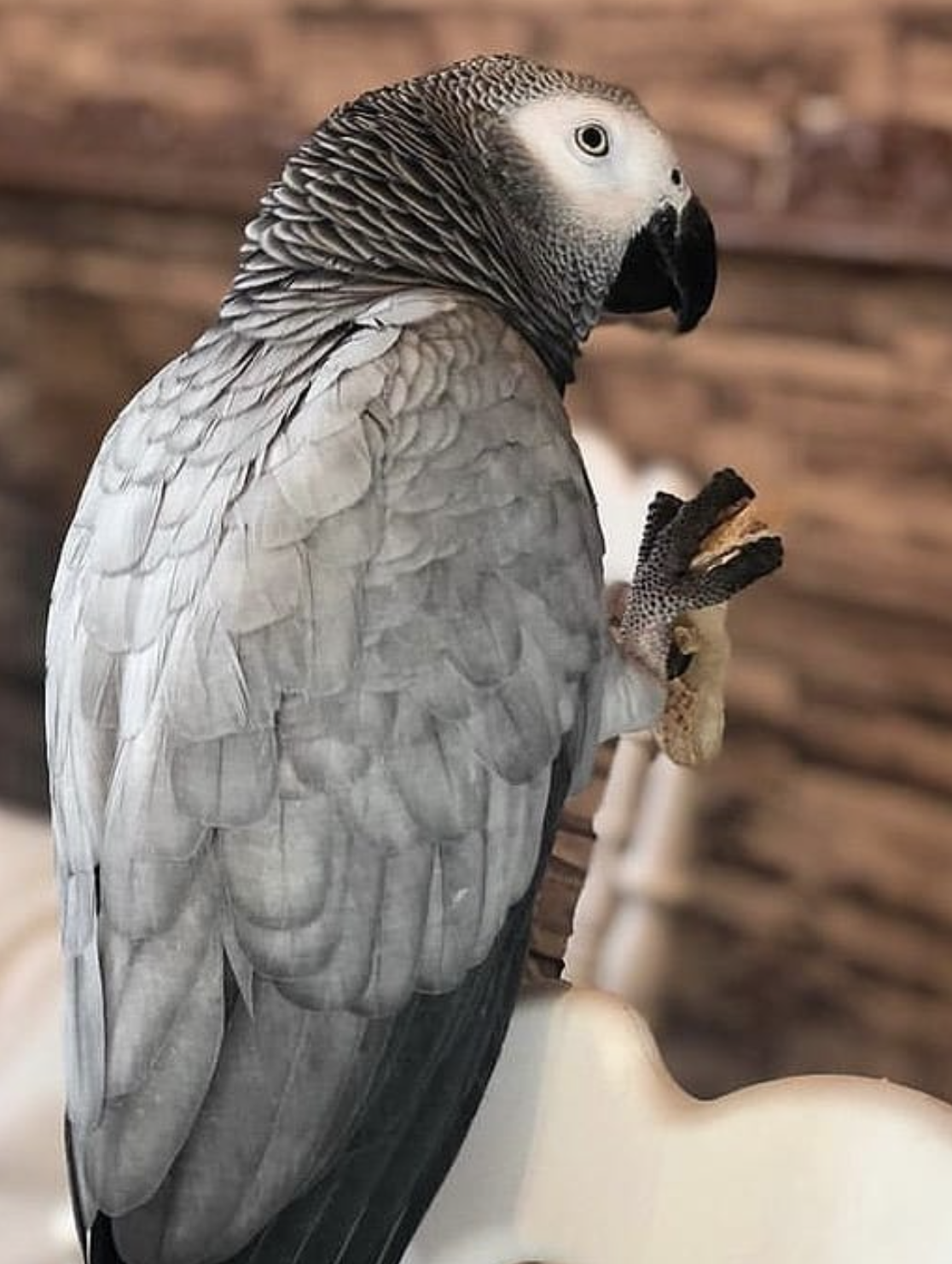 (1 Year old , Female - CARLA) African Grey Parrot for Sale - Papageien ...