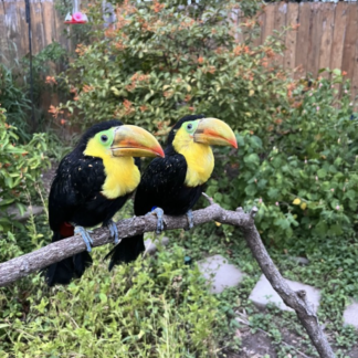 Vögel / Papageien zu verkaufen