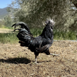 Ayam Cemani zu verkaufen